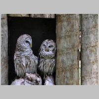 2012 2nd John Orme- owls